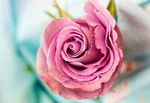 flowers in still life photography